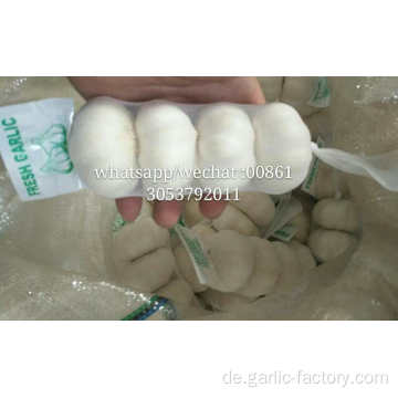 FRESH GARLIC 3/4/5/6 / 10PIECES PACKED MESH BAG